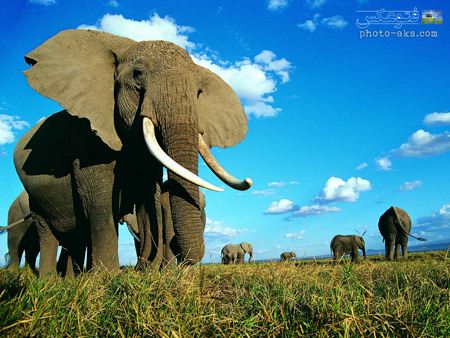 والپیپر فیل های افریقایی elephant wallpaper
