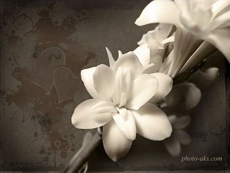والپیپر گل ارکیده سفید orchid wallpaper