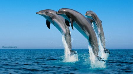 پرش دولفین ها dolphines jumping