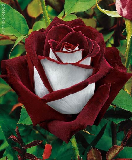 گل رز بسیار زیبا rose flower
