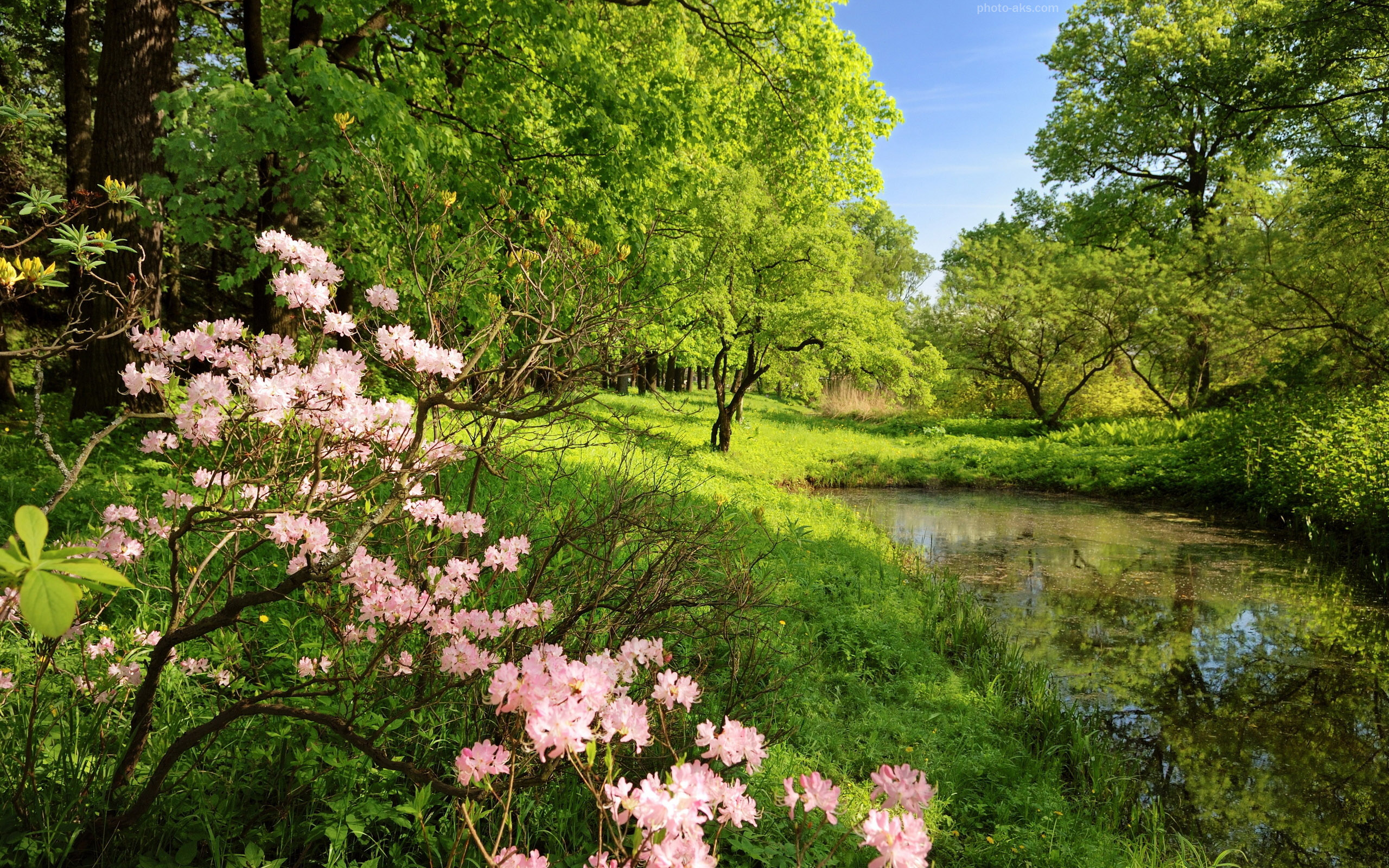 تصاویری از طبیعت فصل بهار