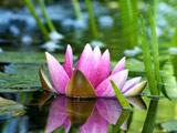 تصویر گل زیبای روی آب