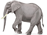 نقاشی فیل بزرگ افریقایی