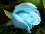 عکس گل رز آبی روشن