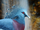 عکس کبوتر تاجدار ویکتوریا