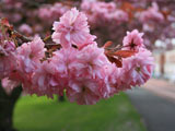 شکوفه صورتی درخت گیلاس