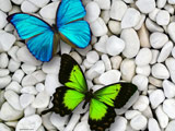 پوستر پروانه های آبی و سبز