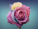 عکس شاخه گل رز رنگارنگ