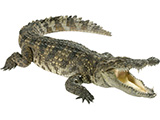 عکس تمساح با زمینه سفید