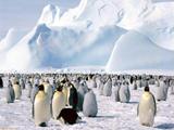 اجتماع پنگوئن های امپراتور