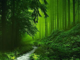 عکس طبیعت سرسبز جنگل
