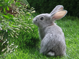 تصویر خرگوش خاکستری