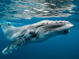 عکس نهنگ گوژپشت