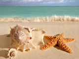 ستاره دریایی و صدف در ساحل