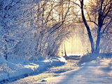 منظره درخت و زمستان