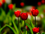 عکس گل های لاله سرخ