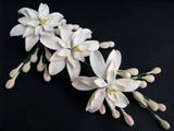 عکس گل مریم سفید بسیار زیبا