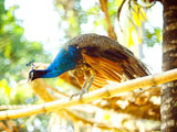 عکس پرنده طاووس زیبا