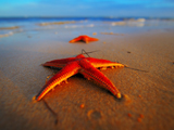 ستاره دریایی در کنار ساحل