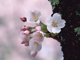 شکوفه بهاری روی تنه درخت
