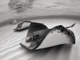 عکس سیاه و سفید سفره ماهی
