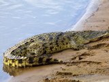 عکس تمساح در کنار رودخانه