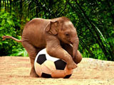 عکس بچه فیل آسیایی بامزه