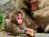 عکس بچه میمون یک ماهه