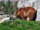 عکس خرس گریزلی و روباه سفید
