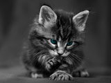 عکس زیبا بچه گربه سیاه سفید