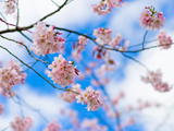 زیباترین شکوفه های بهاری