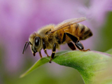 عکس بزرگ زنبور عسل روی برگ