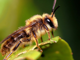 عکس بزرگ و نزدیک زنبور