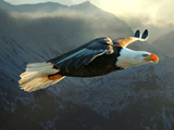 پرواز بسیار زیبای پرنده عقاب
