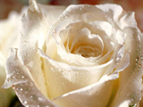 گل رز سفید بزرگ
