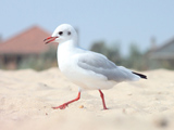 پرنده مرغ دریایی روی شن ساحل