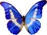 پروانه آبی زیبا