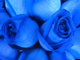 دو گل رز آبی زیبا