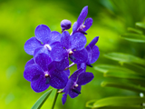 تصویر گل ارکیده آبی