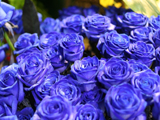 زیباترین پوسر گلهای رز آبی