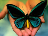 عکس زیبای پروانه روی دست