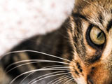 والپیپر زیبا از چشمان گربه
