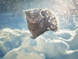 عکس گربه زیر بارش برف