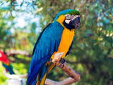 عکس طوطی برزیلی زیبا