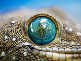 عکس چشم آبی تمساح