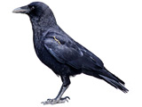 عکس پرنده کلاغ سیاه