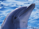 عکس دلفین تربیت شده