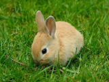 خرگوش کوچولو در چمن سبز
