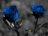 عکس شاخه گل های رز آبی رنگ