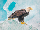 عکس پرنده عقاب درنده روی کوه یخ